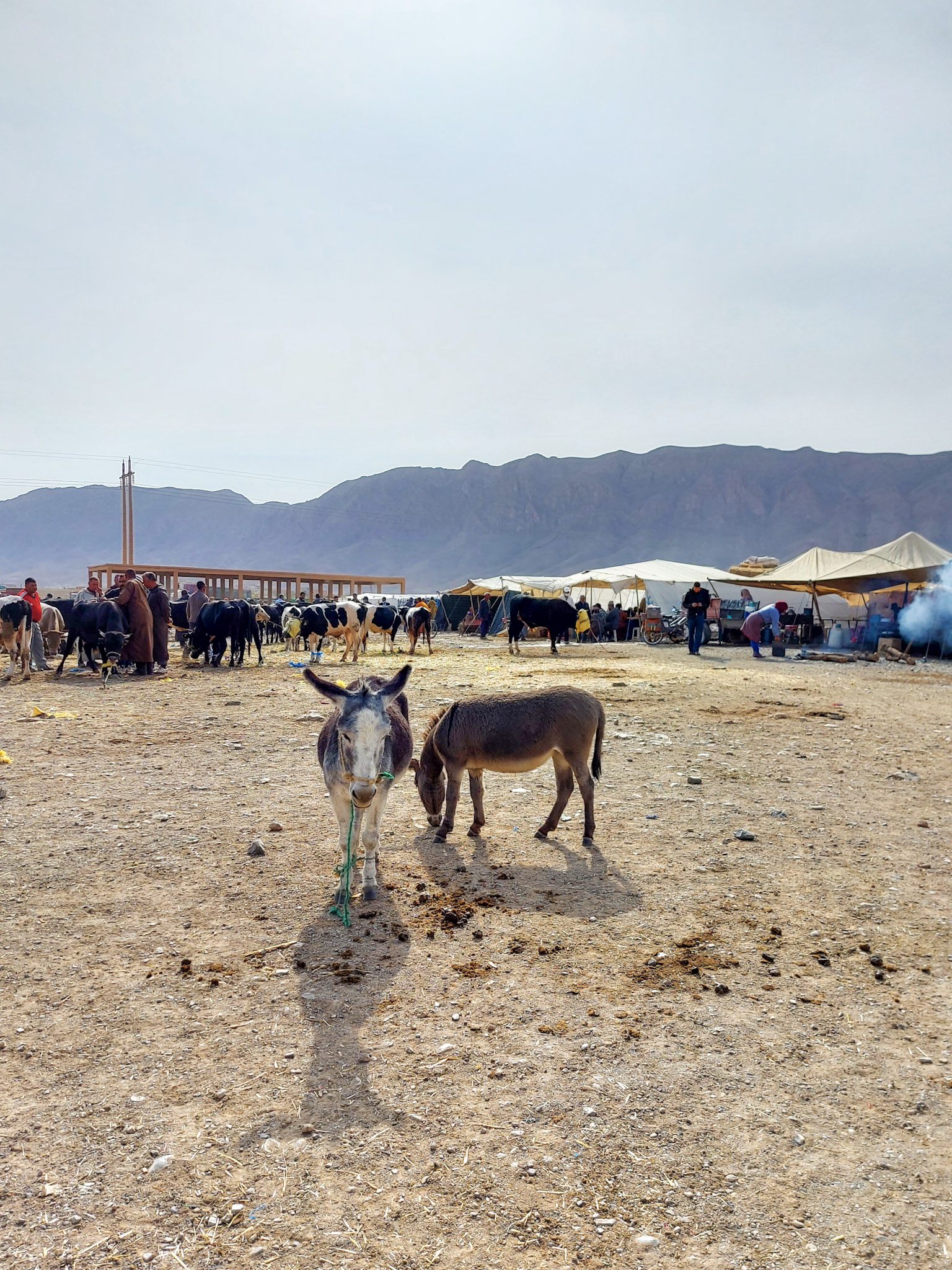 Osel na živalskem sejmu v Richu_potovanje po Maroku_donkey Morocco