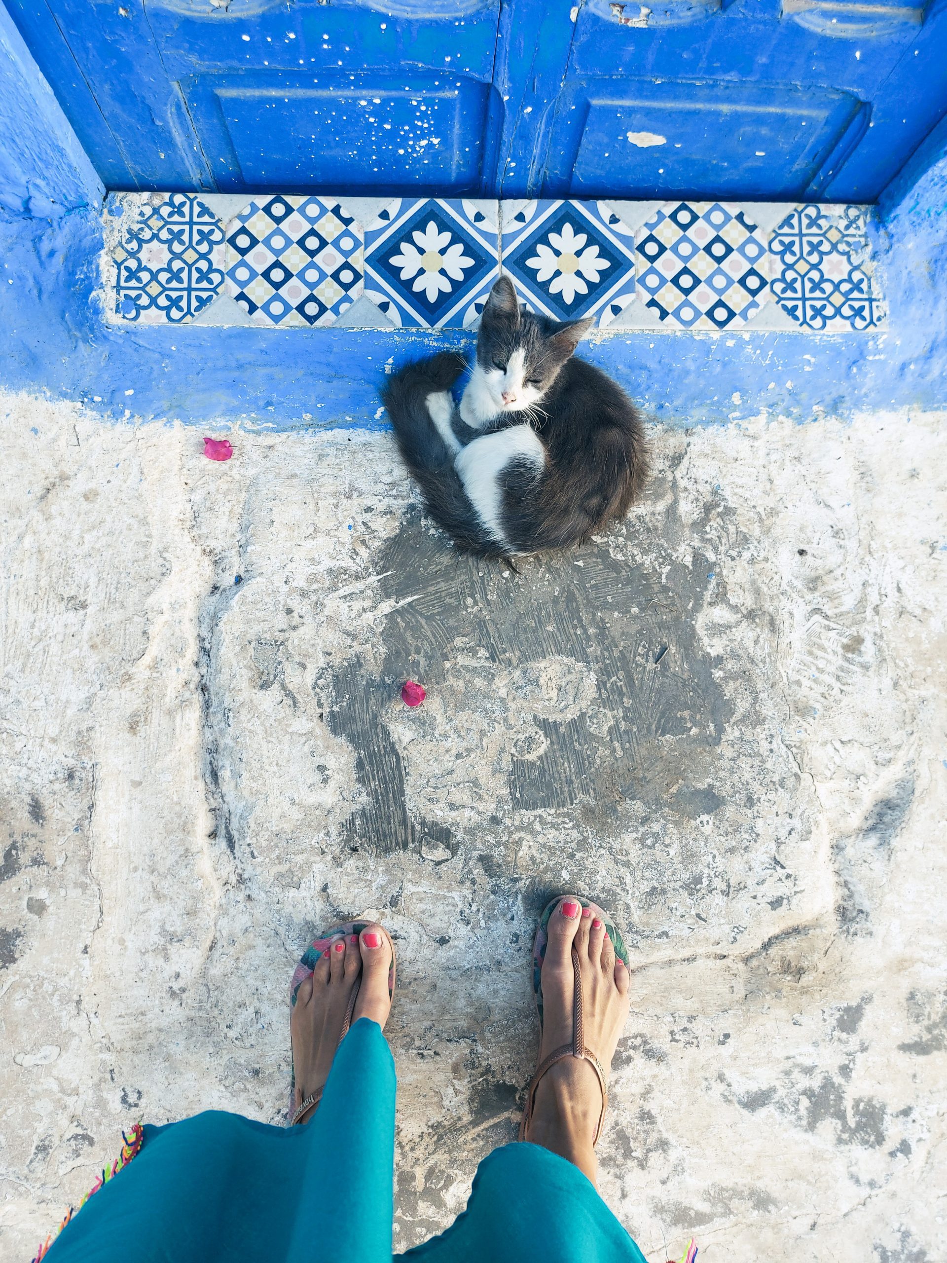 RAbat modro-bela medina mačka