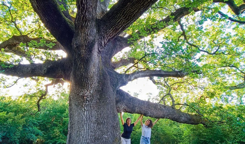 Petsto let stari hrasti na Krku Camino Krk 4