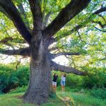 Petsto let stari hrasti na Krku Camino Krk 4
