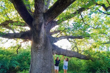 Petsto let stari hrasti na Krku Camino Krk 4