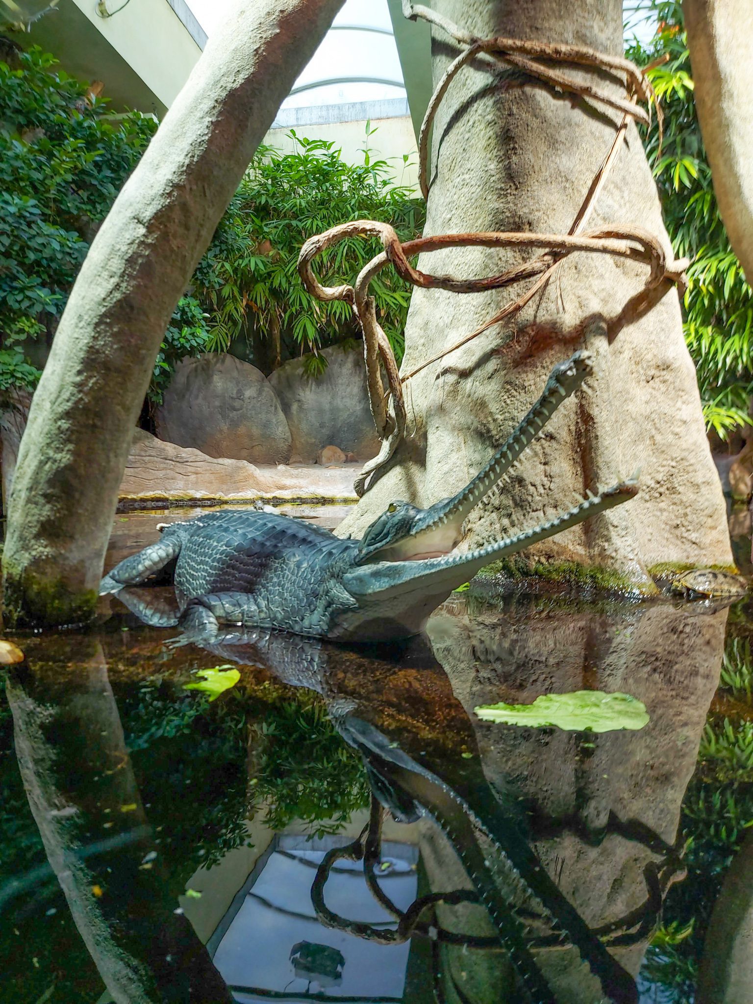 Živalski vrt Praga krokodili