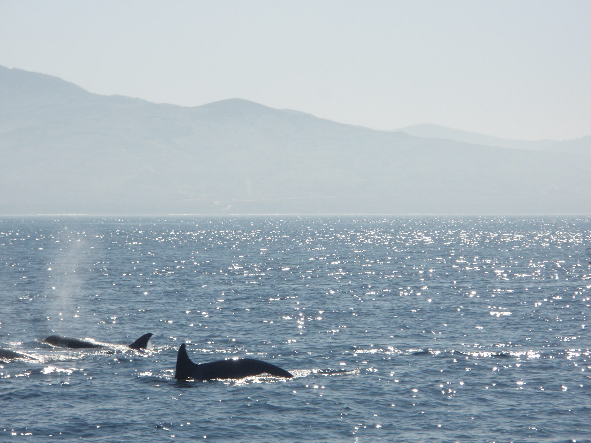 Tarifa jug Španije opazovanje kitov ork