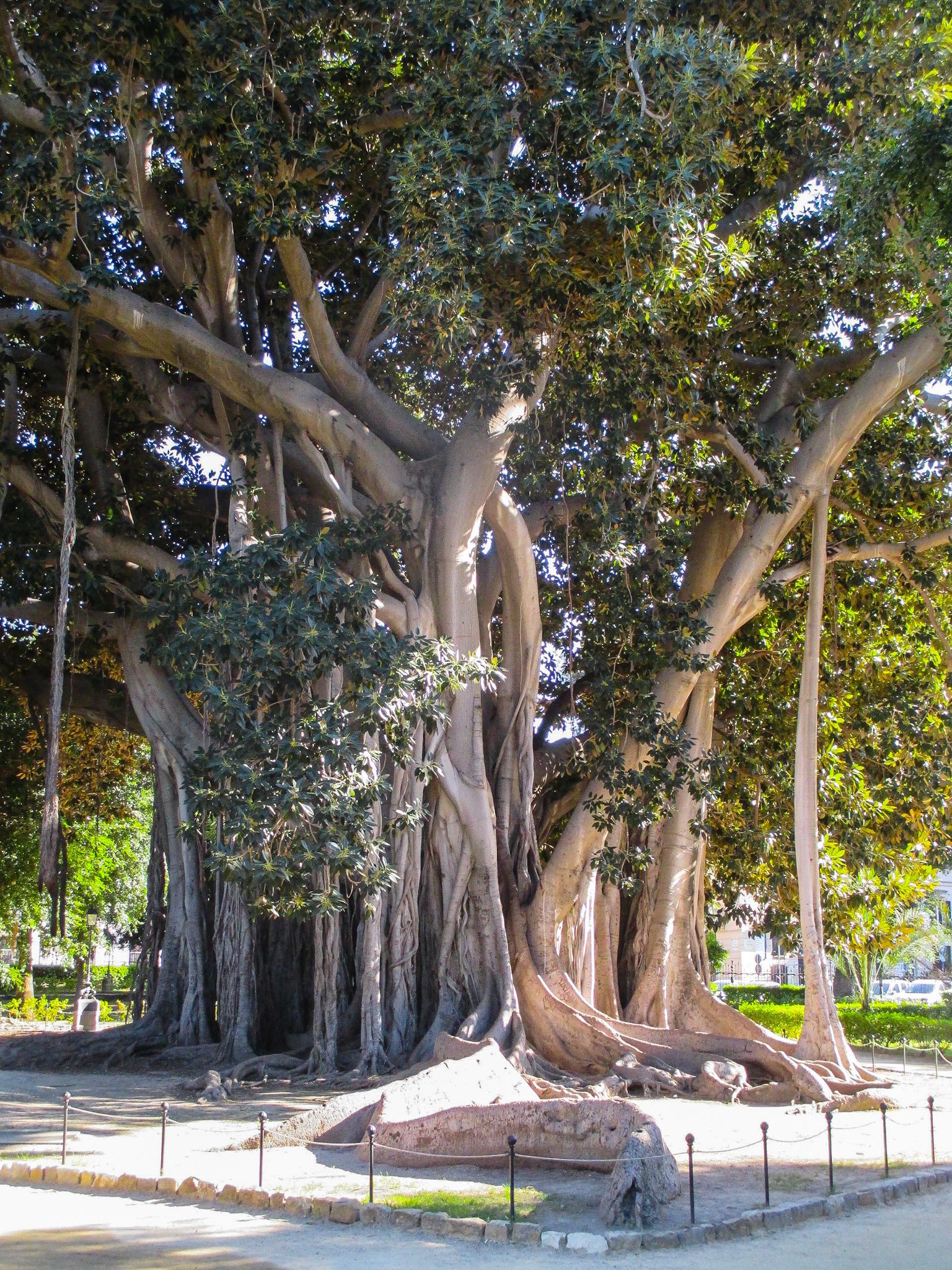 Mogočno-drevo-Palermo-Sicilija