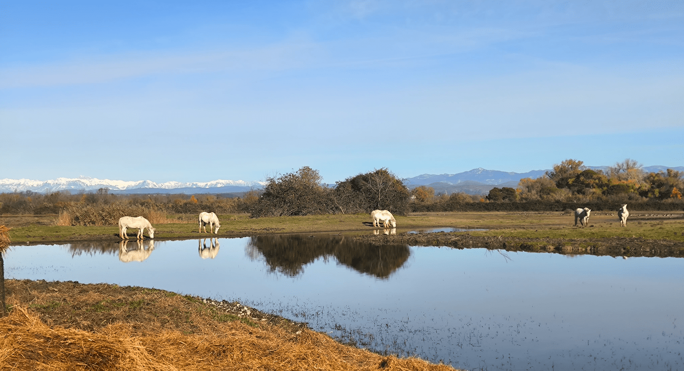 Narodni park di Isonzo ob izlivu reke Soče Gradež