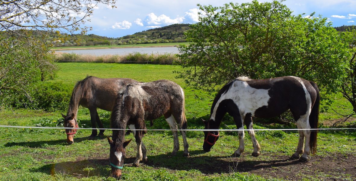 Tihany Blatno konji Belso-to