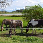 Tihany Blatno konji Belso-to