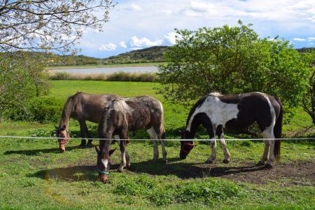 Tihany Blatno konji Belso-to