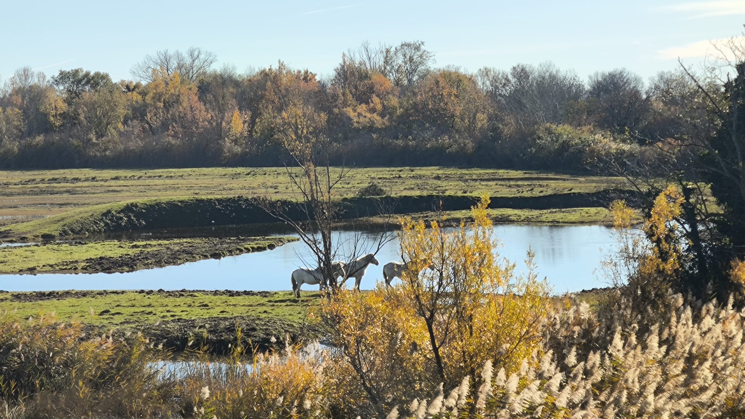 Konji naravni rezervat ob izlivu reke soče di Isonzo