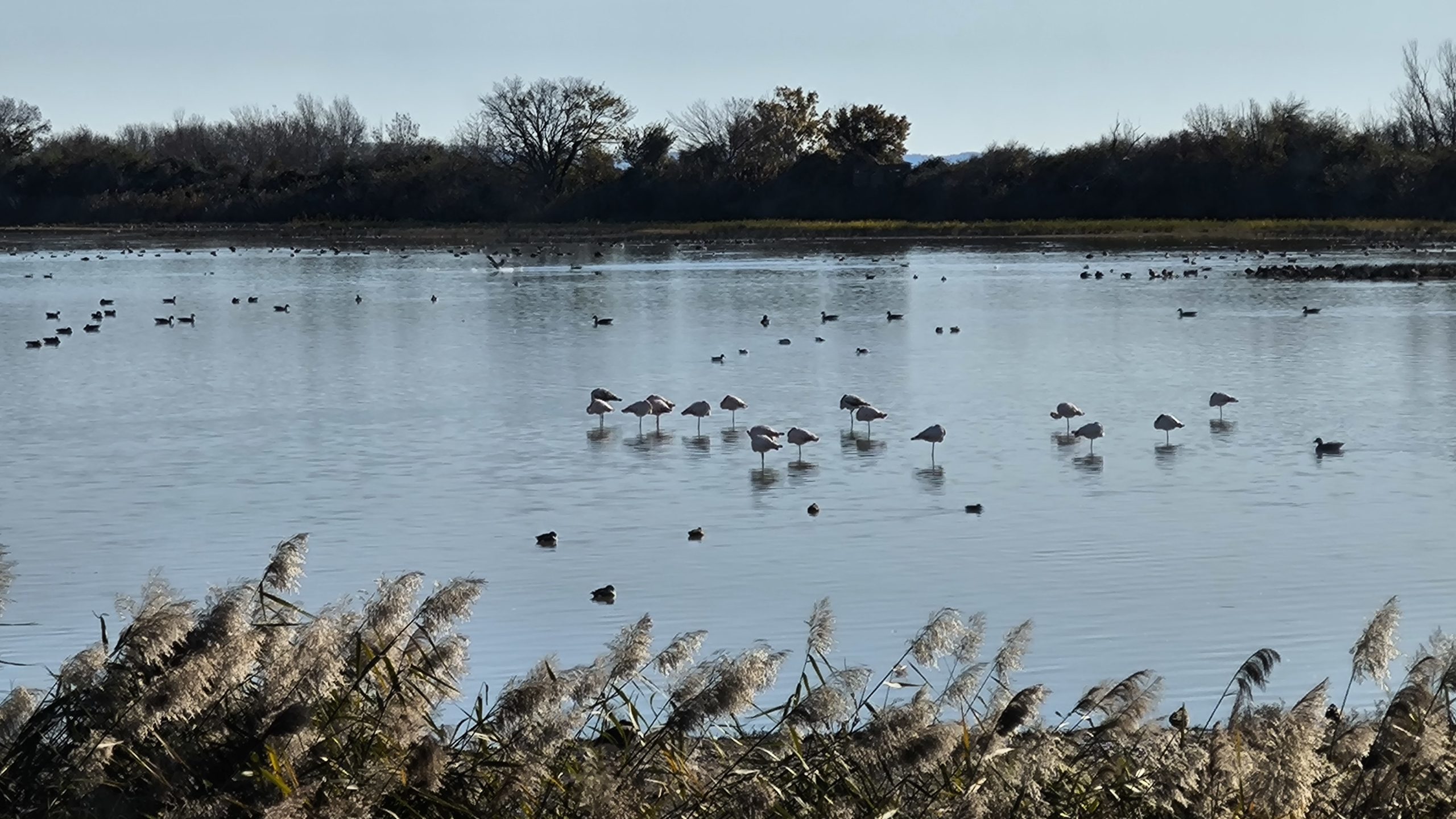 Roza famingo naravni rezervat ob izlivu reke soče di Isonz.jpg