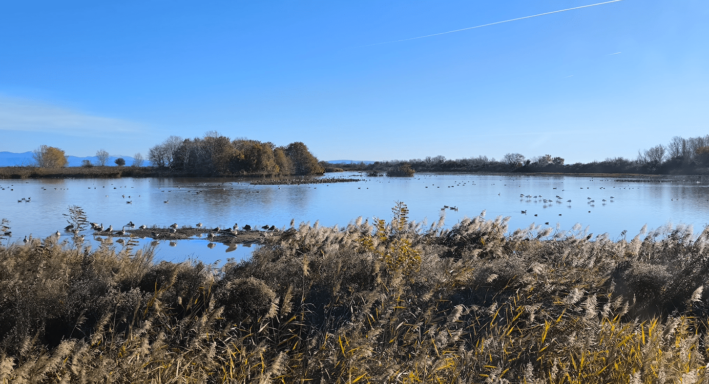 Valle di Isonzo Grado ptice