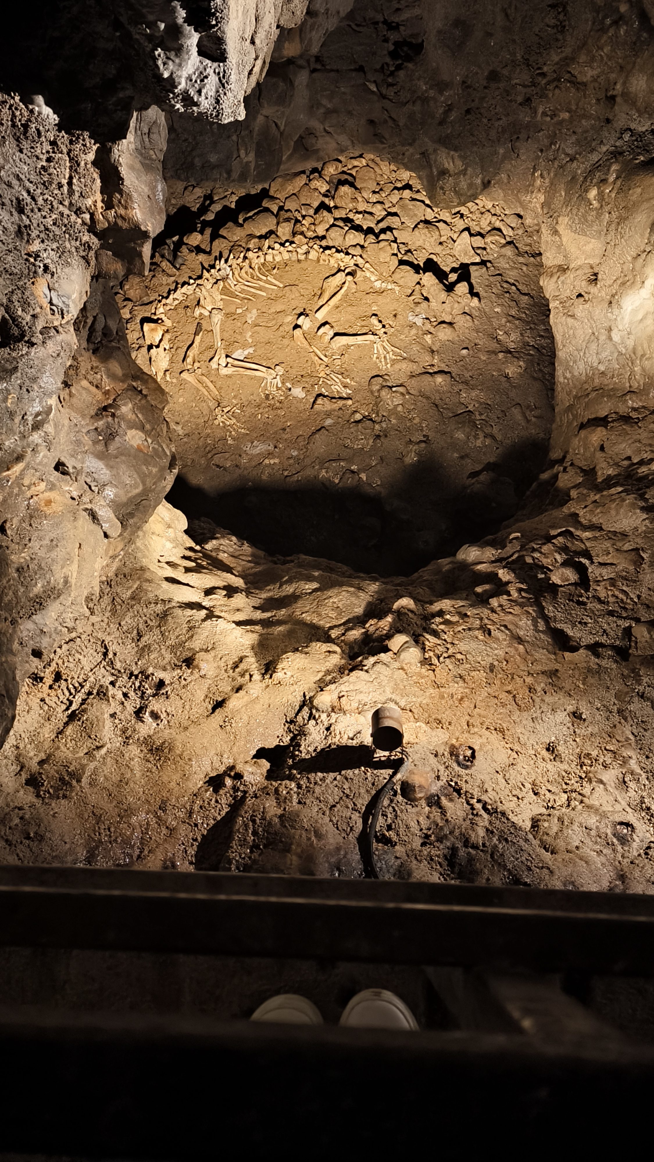 OKostje medveda Baračeve špilje