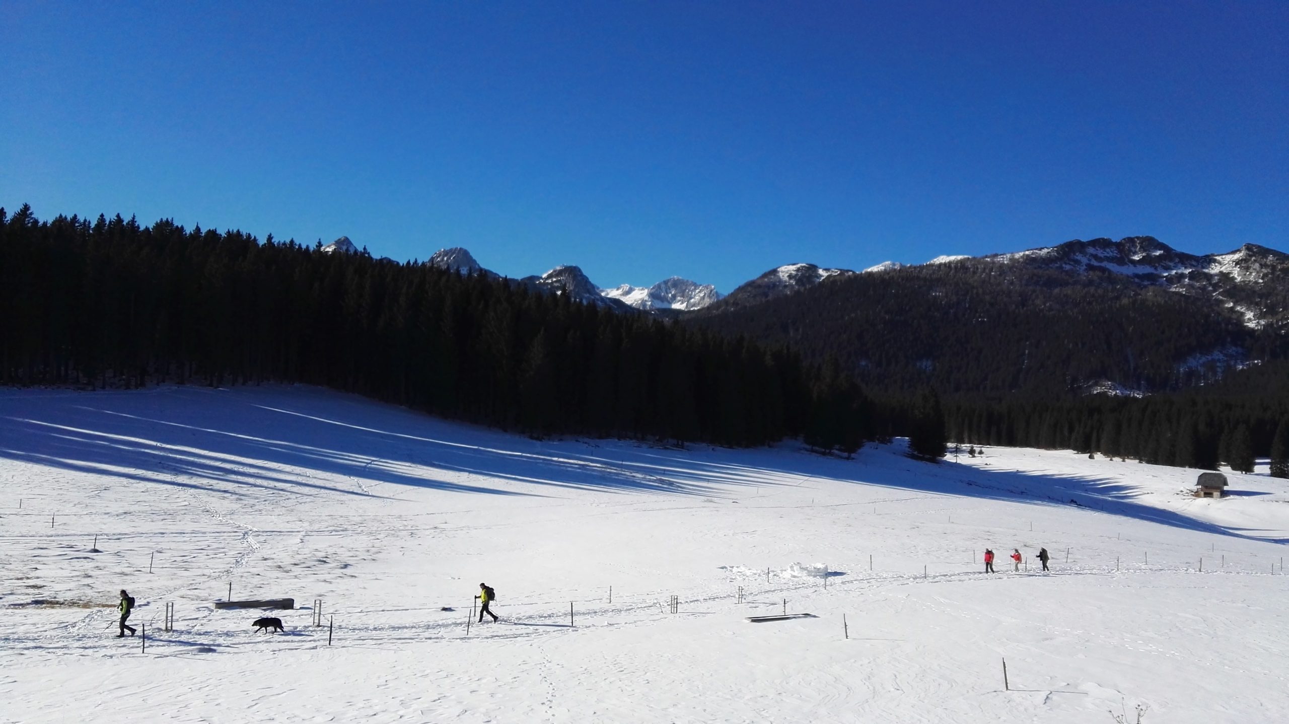 Zajavornik Pokljuka, izleti na Gorenjskem